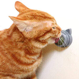 Premium Catnip for Cats - Shaking Tails