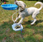 Outdoor Automatic Dog Drinking Fountain Step-On Design - Shaking Tails
