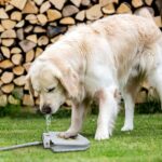 Outdoor Automatic Dog Drinking Fountain Step-On Design - Shaking Tails