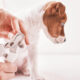 Grooming_c374fbf1-8ff6-4465-9fb1-9a3f516ad2a0