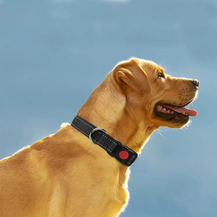 Adjustable Reflective Webbing Collar With Leash For Dogs And Cats