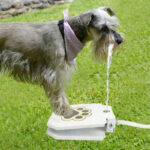 Outdoor Automatic Dog Drinking Fountain Step-On Design - Shaking Tails