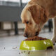best-cat-food-brands