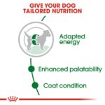 Royal Canin Mini Adult Dog Dry Food - Shaking Tails
