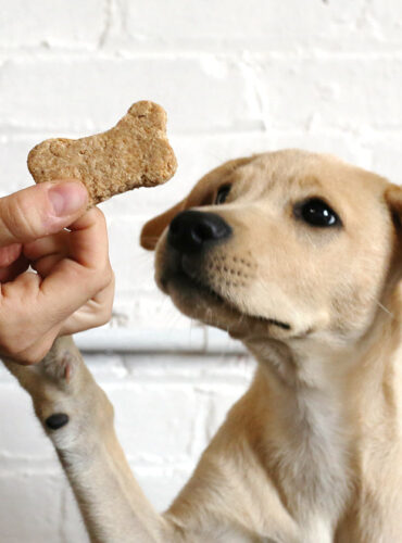 zero-waste-homemade-dog-treats-trash-is-for-tossers-cropped