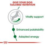 Royal Canin Mini Adult 8+ Dog Dry Food - Shaking Tails